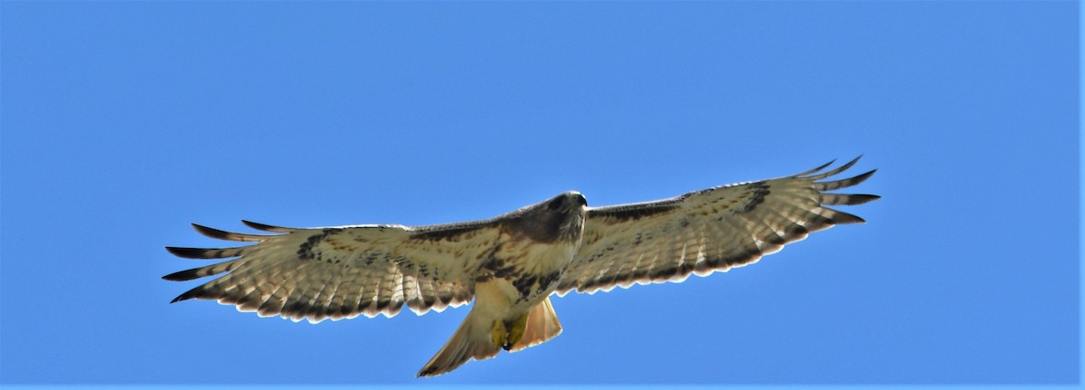 Red-tailed Hawk - ML440324221