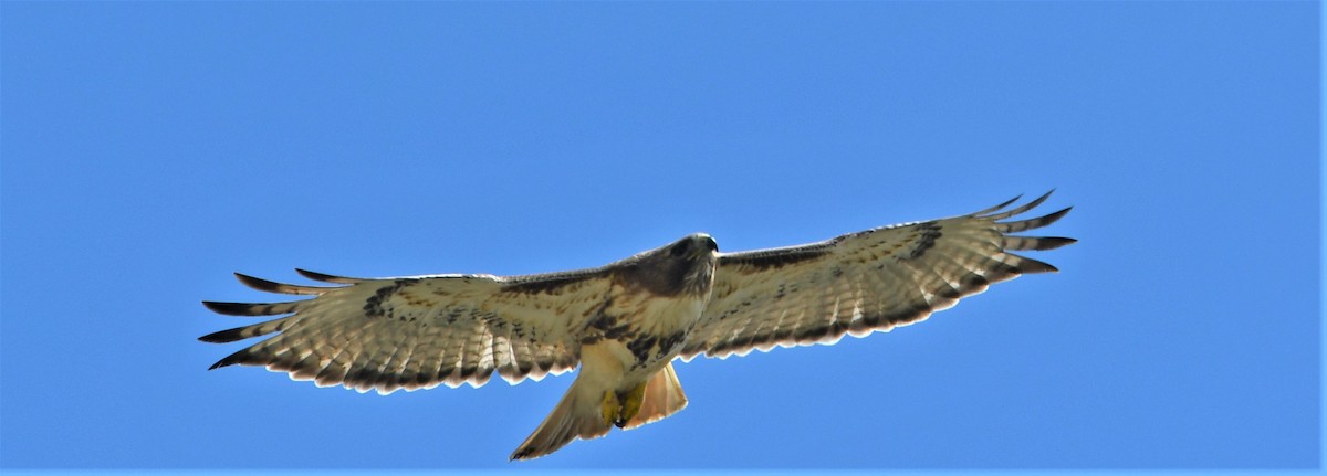 Zapelatz buztangorria - ML440324221