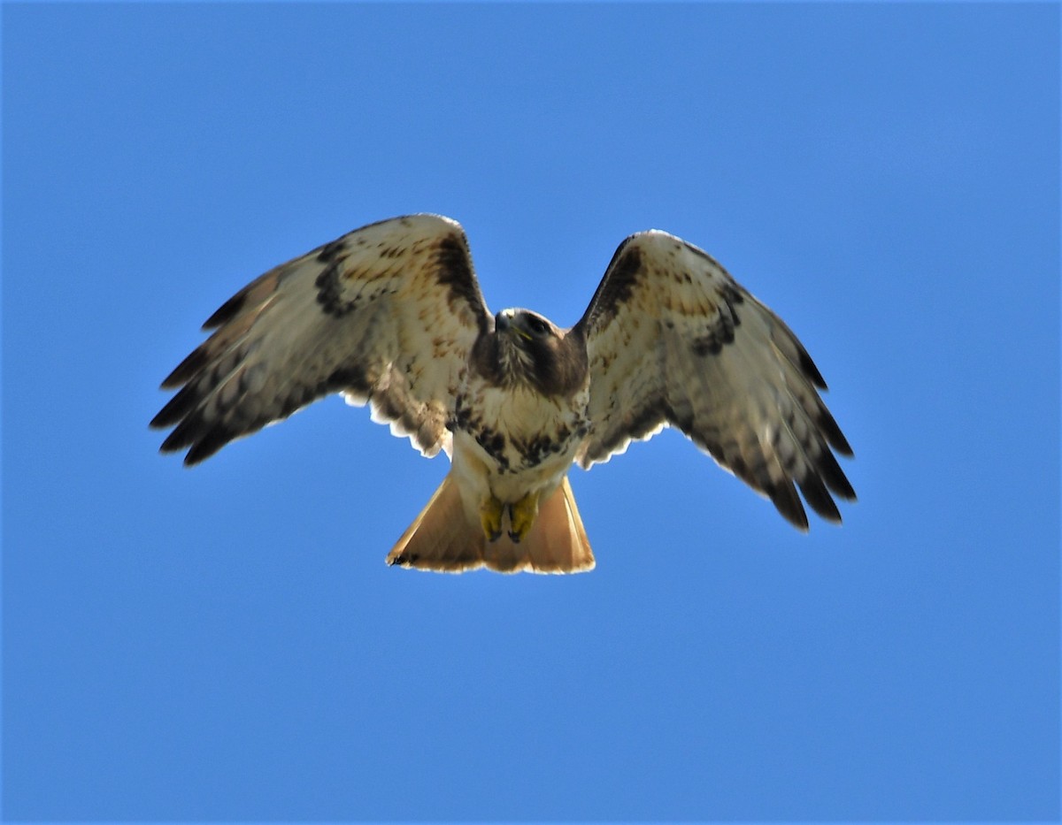 Red-tailed Hawk - ML440324231