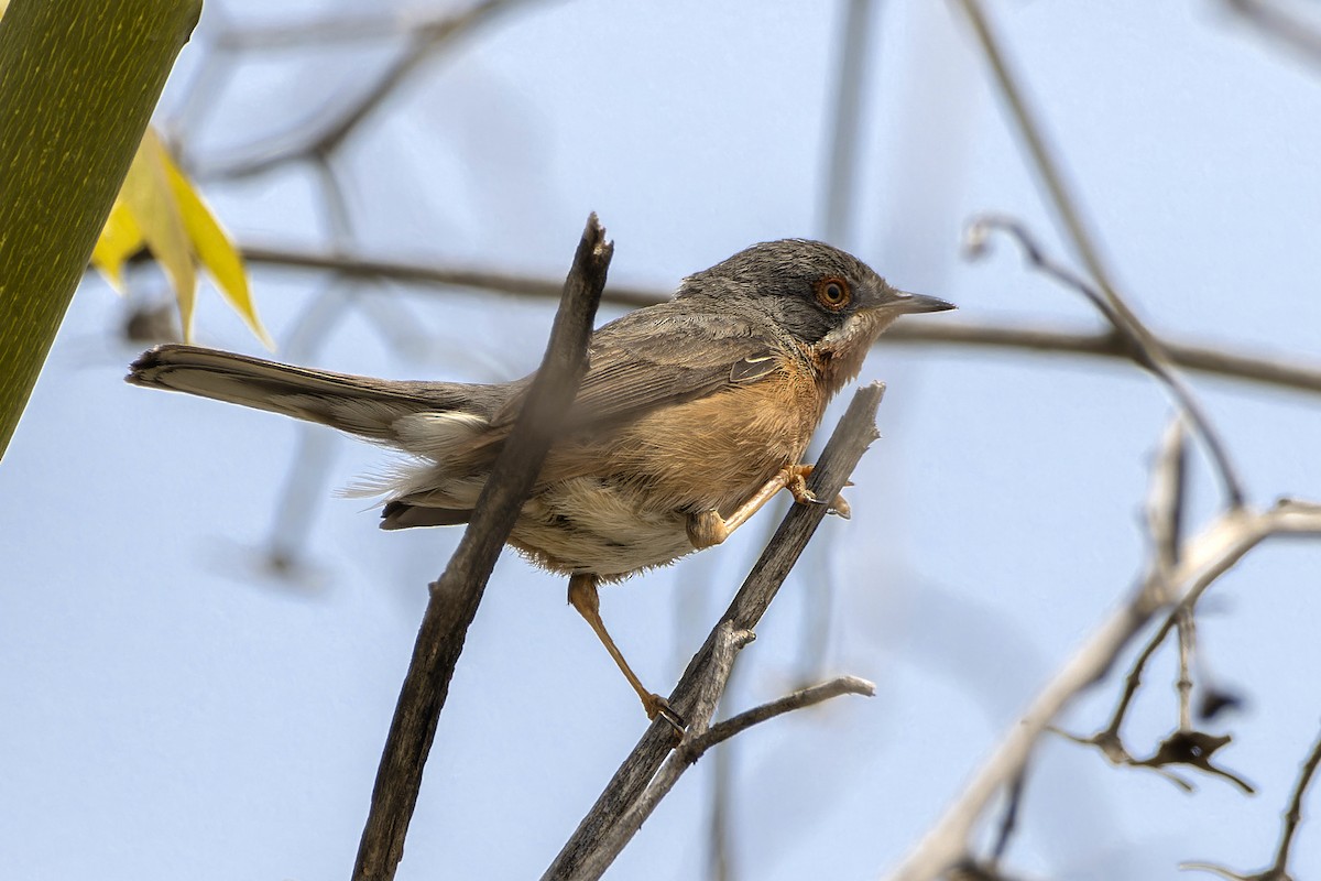 Txinbo papargorrizta iberiarra - ML440324381