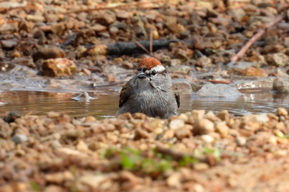 Chipping Sparrow - ML440326011