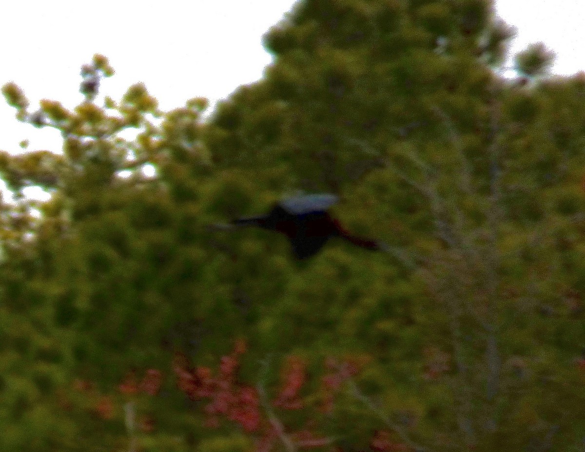 Glossy Ibis - ML440326651