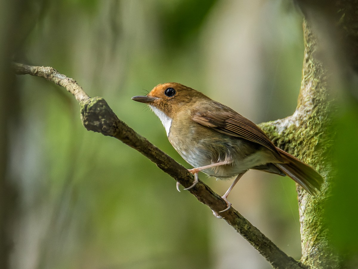 Rufous-browed Flycatcher - ML440327561