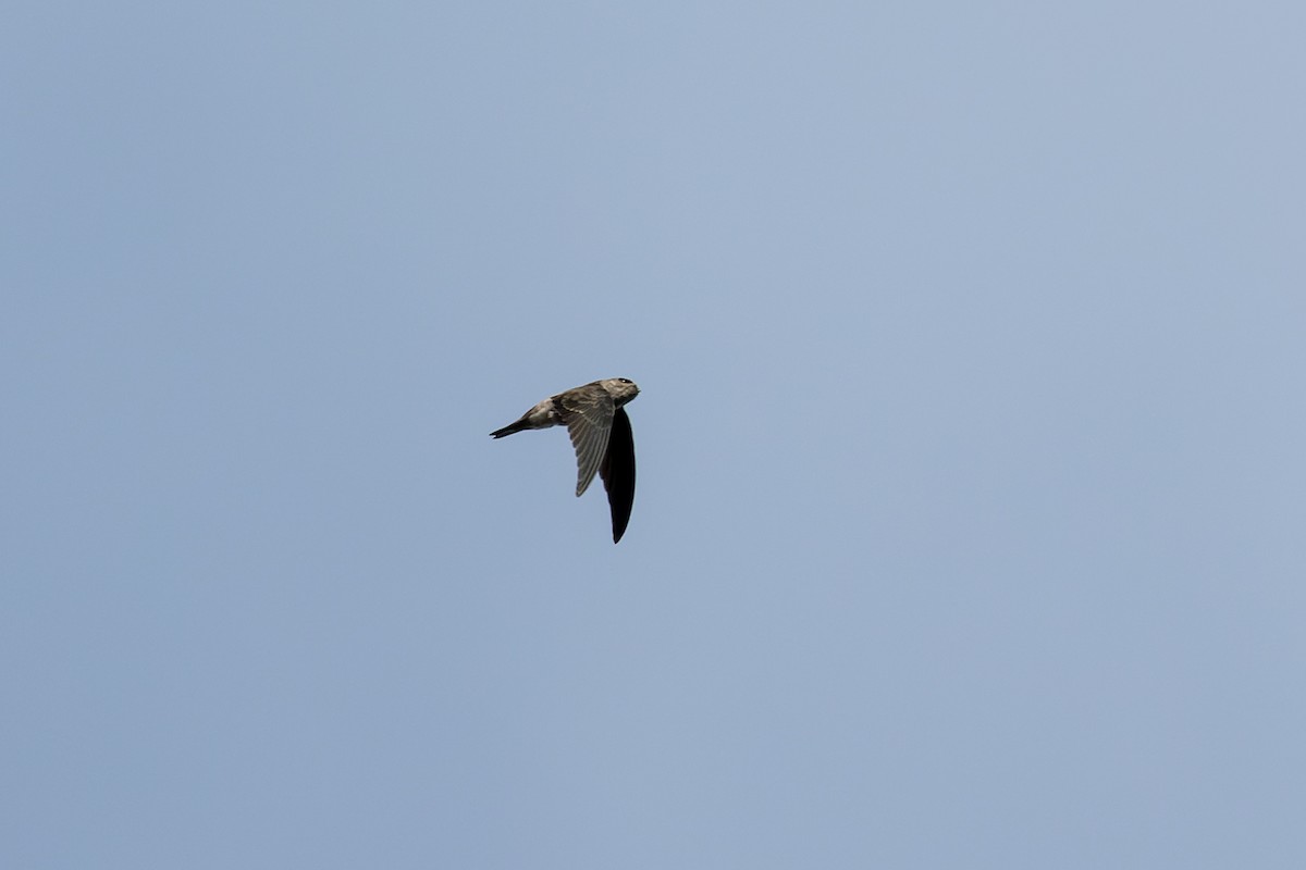 dark swiftlet sp. - ML440327971