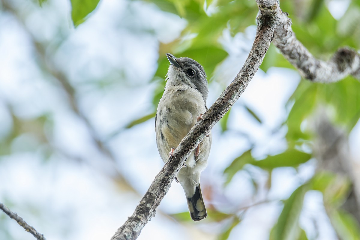 White-browed Shrike-Babbler (Blyth's) - ML440328001