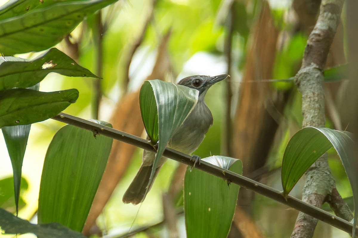 Moustached Babbler - ML440328661