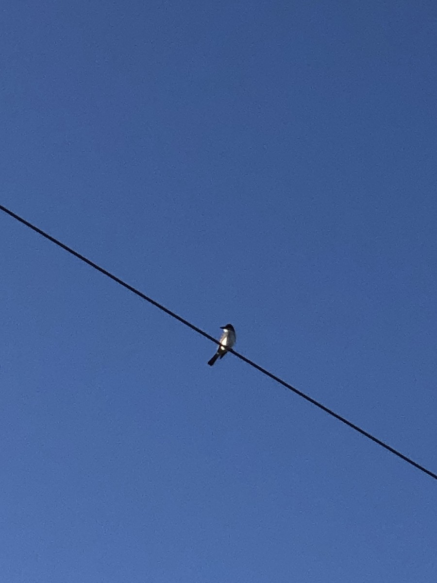 Gray Kingbird - ML440328821