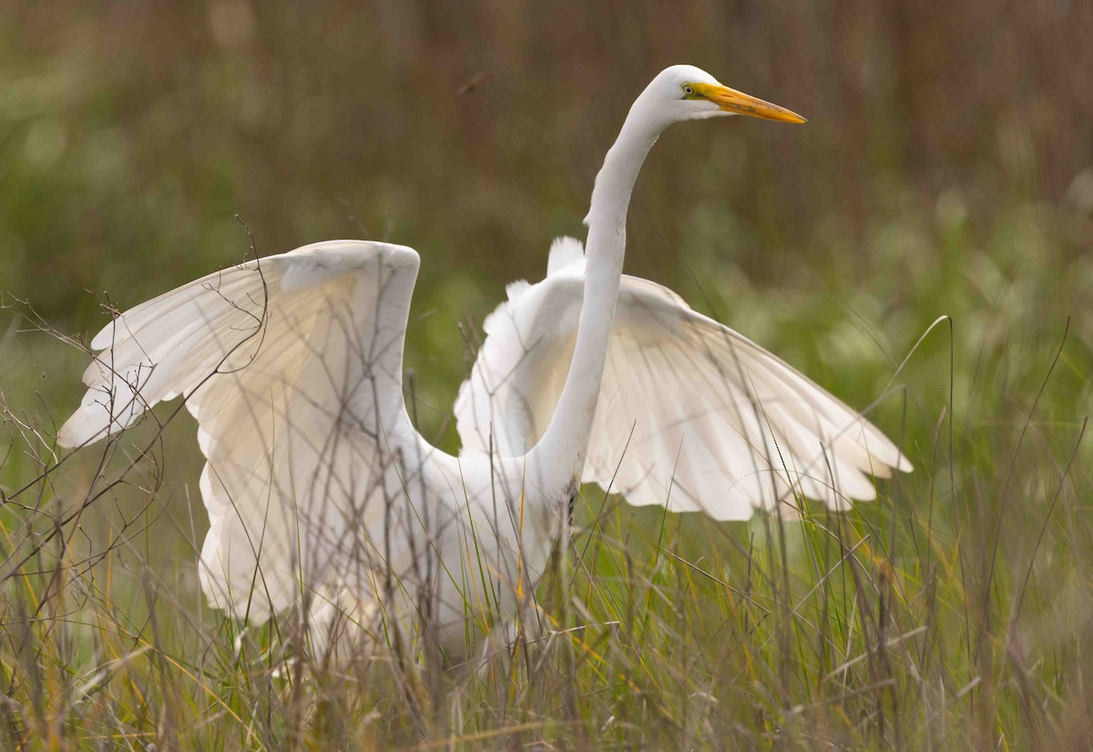 Great Egret - David Barton