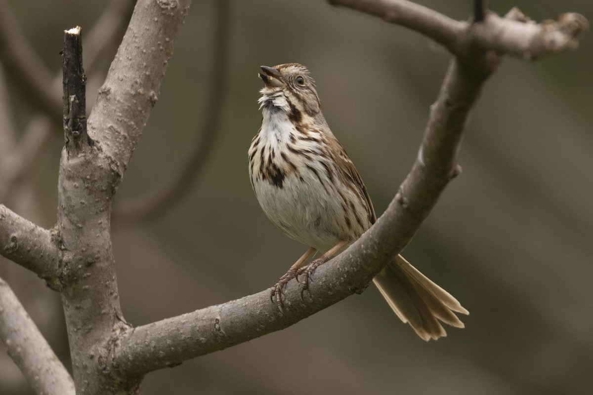 Song Sparrow - ML440329481