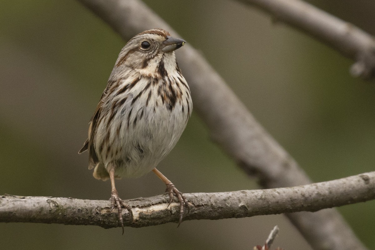 Song Sparrow - ML440329491