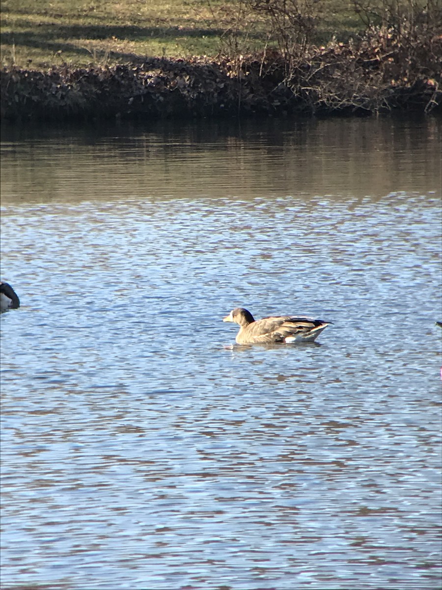 Greater White-fronted Goose - Sam Stuart