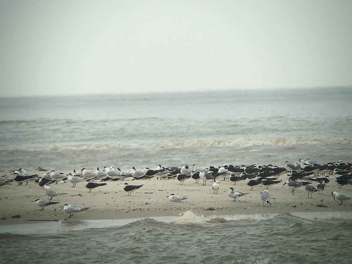 Black Skimmer - ML44033061