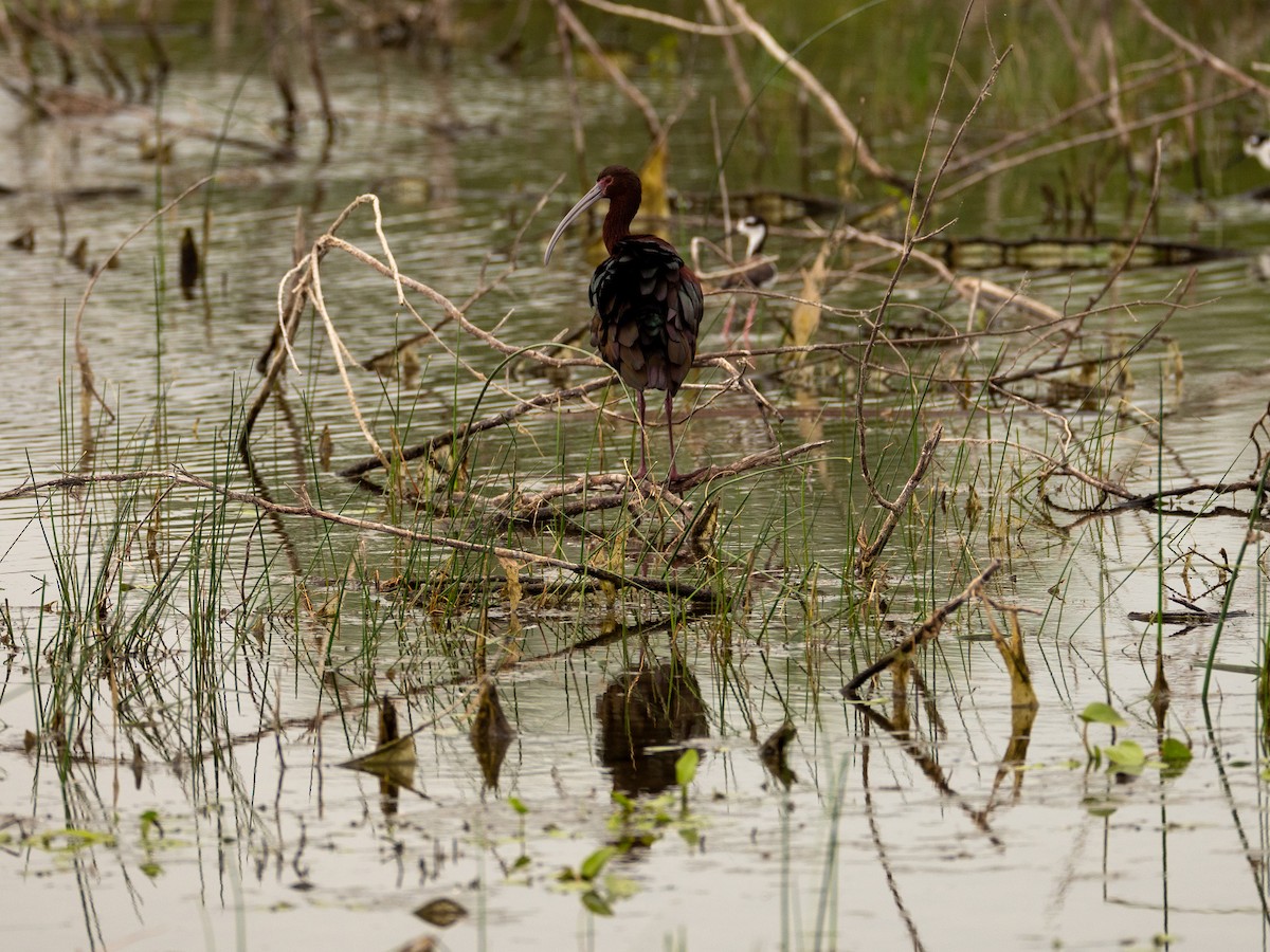 White-faced Ibis - ML440330961