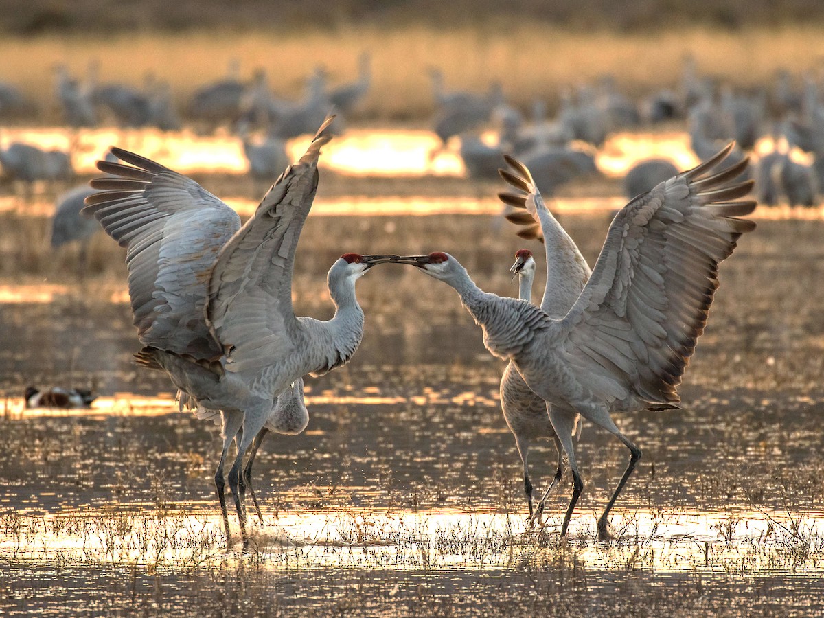 Sandhill Crane - ML44033131