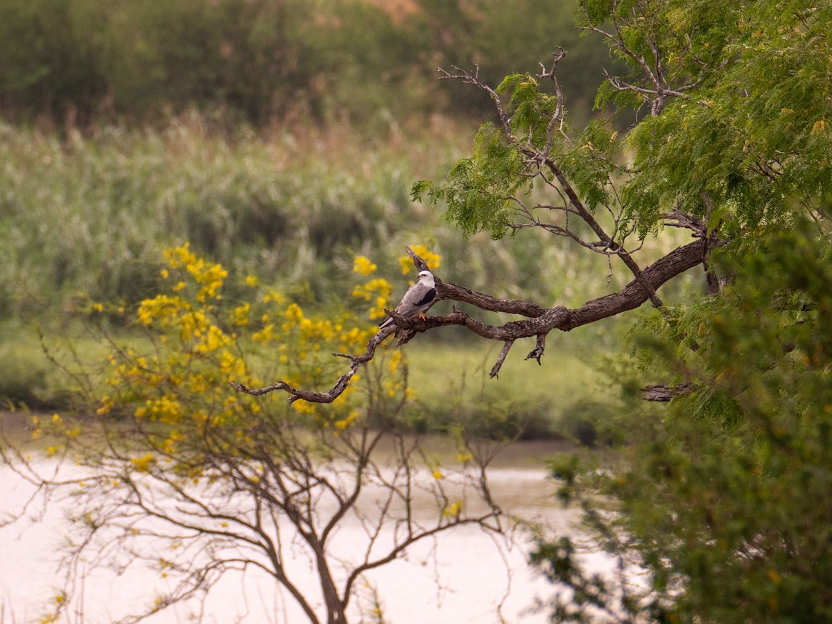 White-tailed Kite - ML440332781