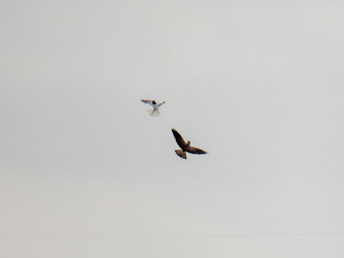 White-tailed Kite - Samuel Hayden