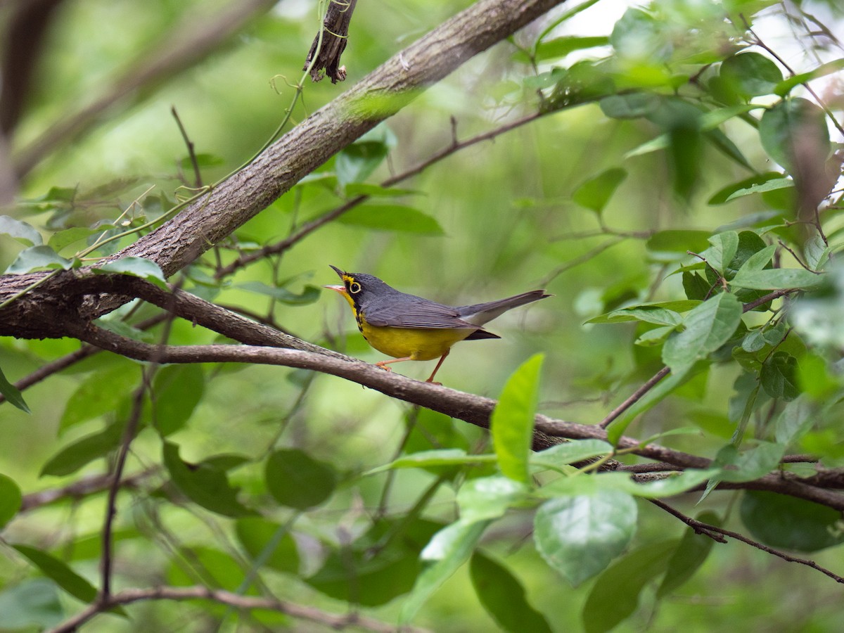 Canada Warbler - Samuel Hayden