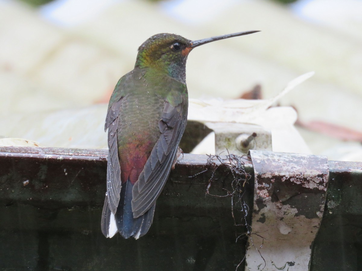 kolibřík irisový - ML440337041