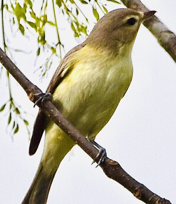 Philadelphia Vireo - ML440338961