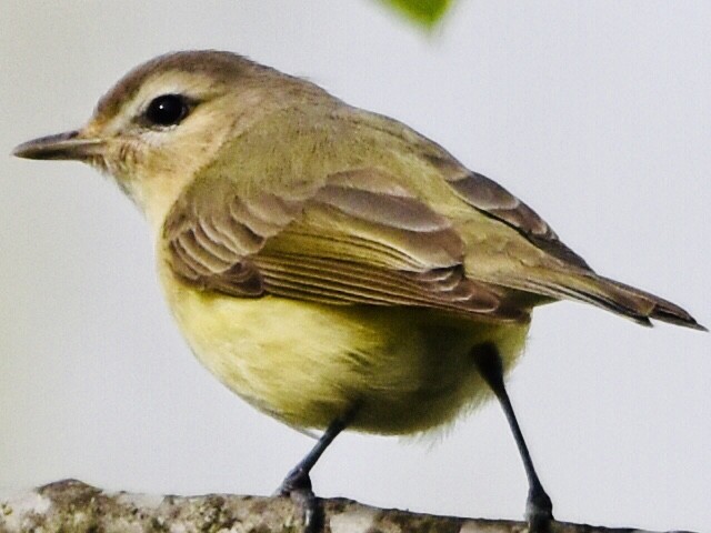 Philadelphia Vireo - Jason C. Martin