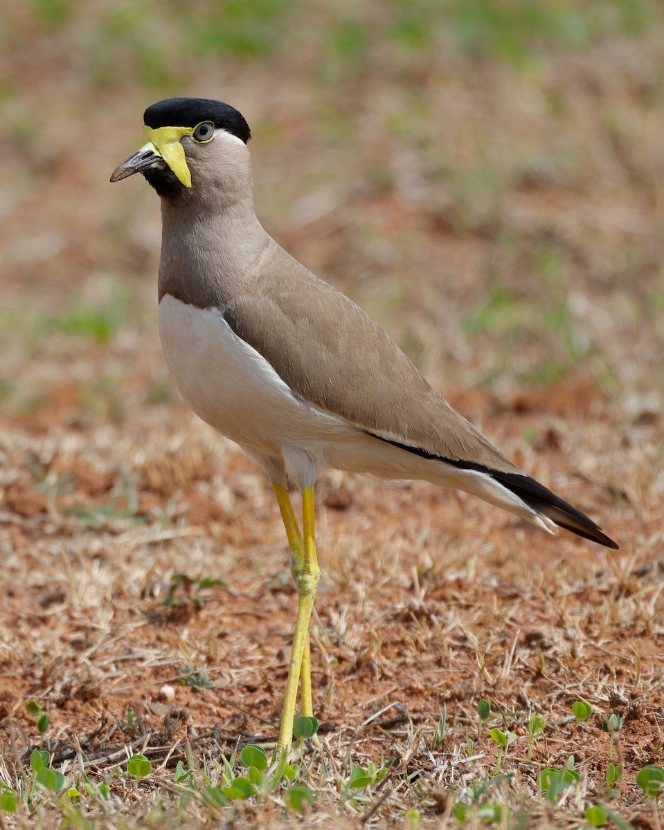 Yellow-wattled Lapwing - ML440339341