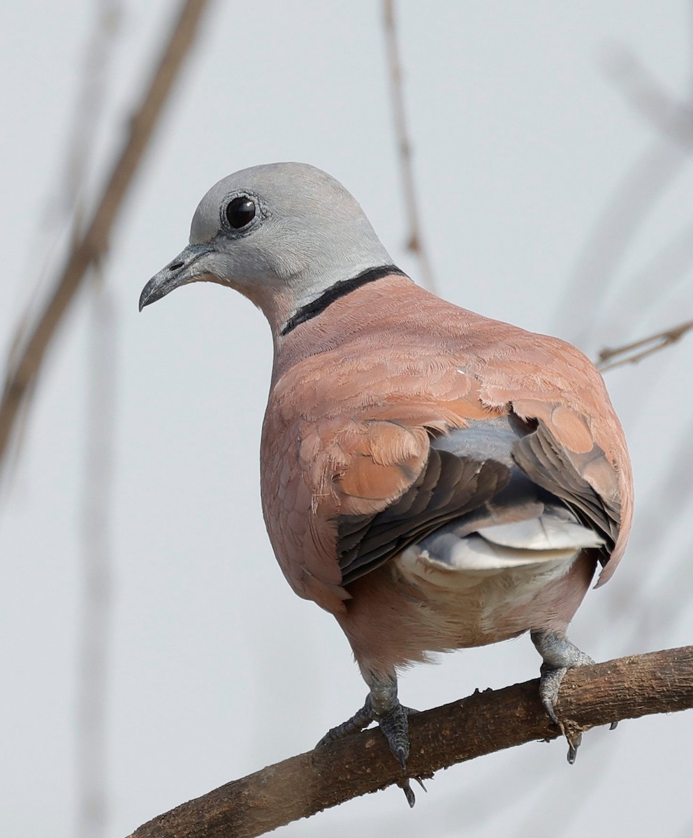 Red Collared-Dove - ML440339481