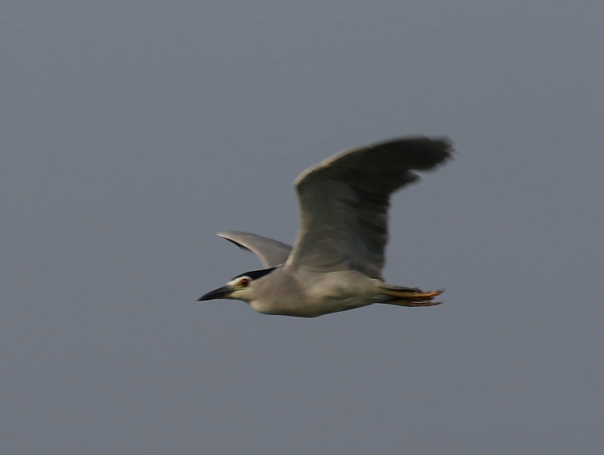Black-crowned Night Heron - ML440339541