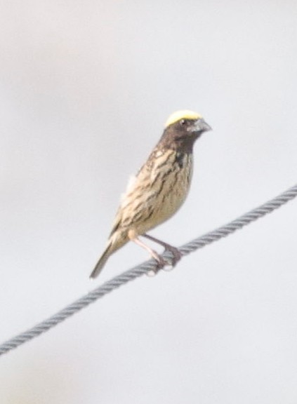 Streaked Weaver - ML440339561