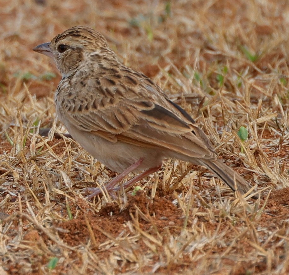 Indian Bushlark - ML440339611