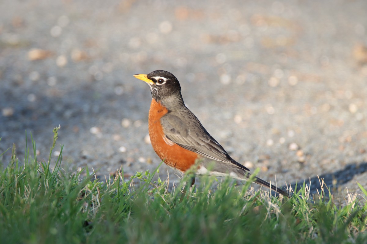 American Robin - Ed Vigezzi