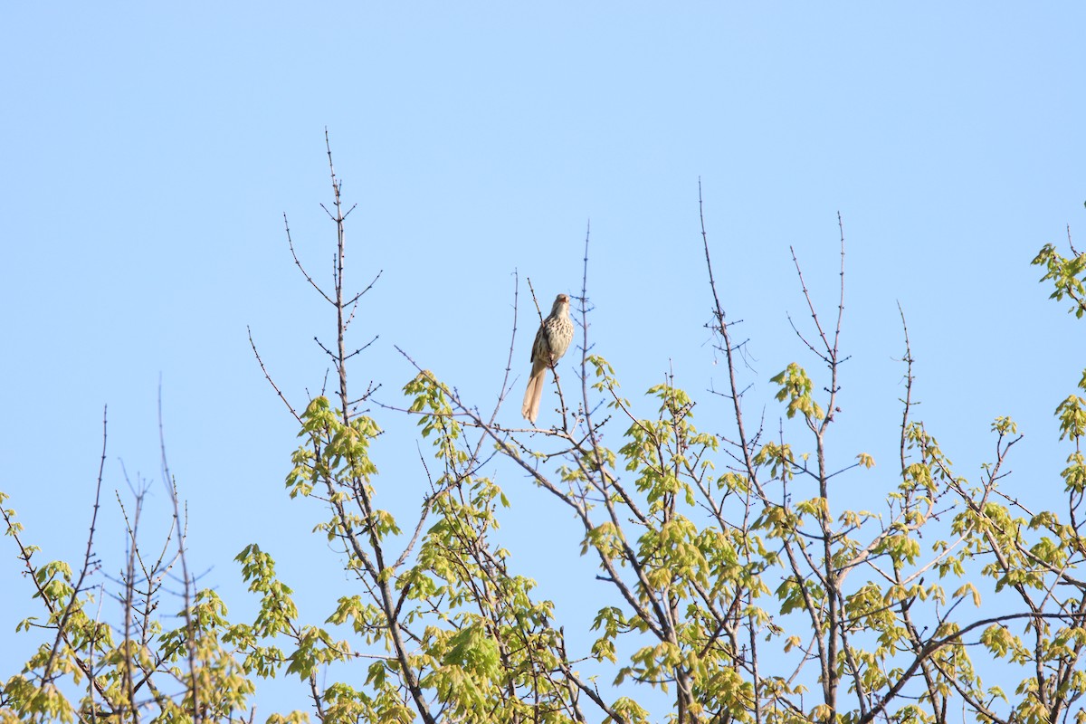 Brown Thrasher - ML440339671