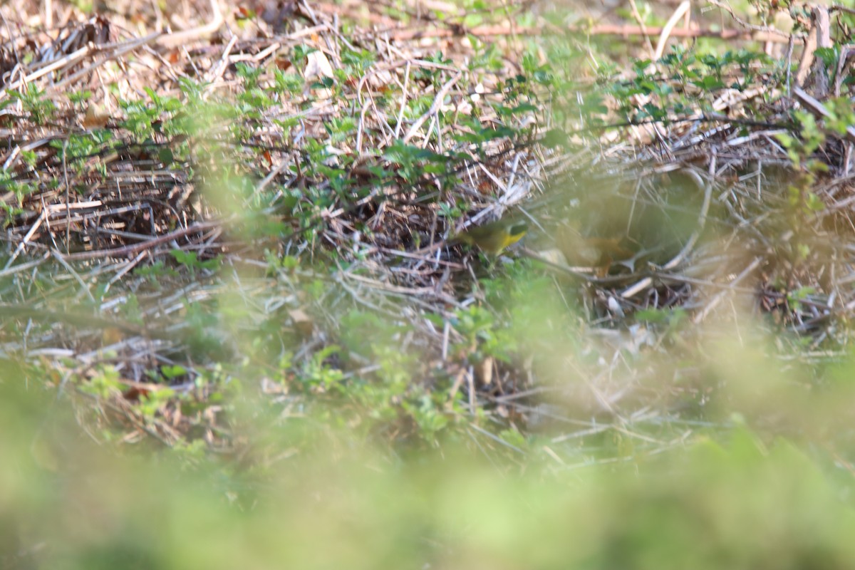 Common Yellowthroat - ML440339821