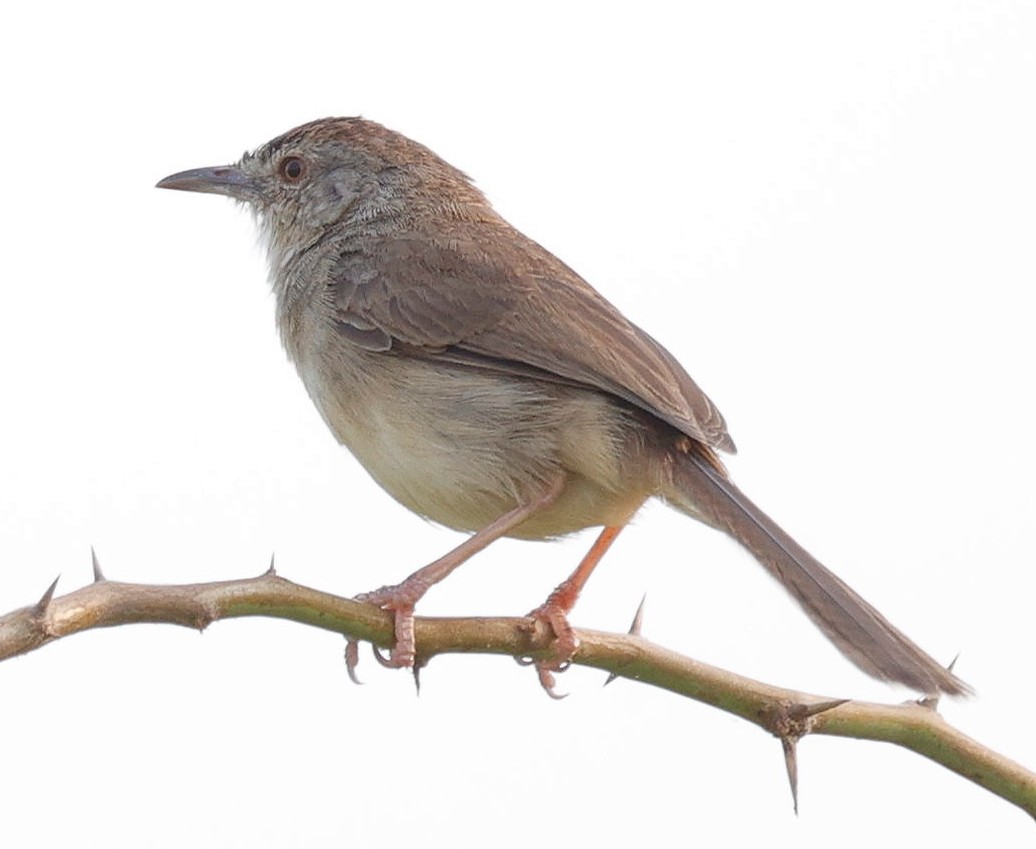 Jungle Prinia - ML440340021