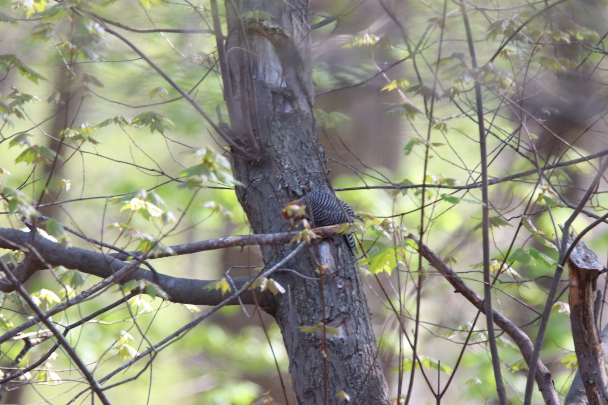 Red-bellied Woodpecker - ML440340371