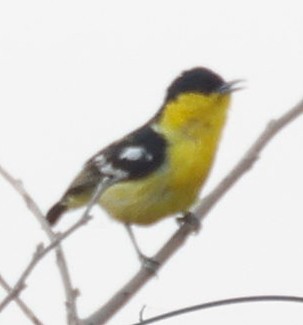 Common Iora - ML440340421
