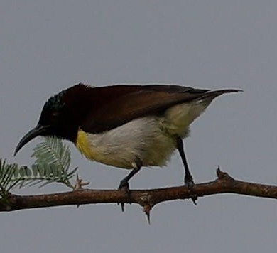 Purple-rumped Sunbird - ML440340461