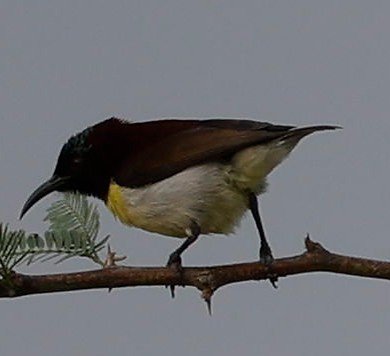 Indiennektarvogel - ML440340461