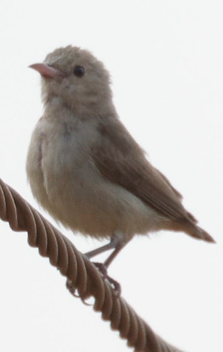Pale-billed Flowerpecker - ML440340541