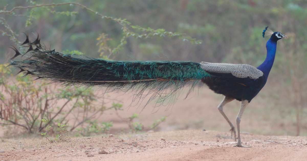 Indian Peafowl - ML440340671