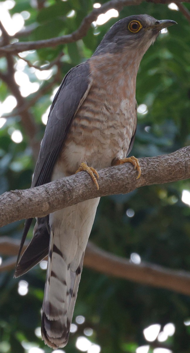 Common Hawk-Cuckoo - ML440340751