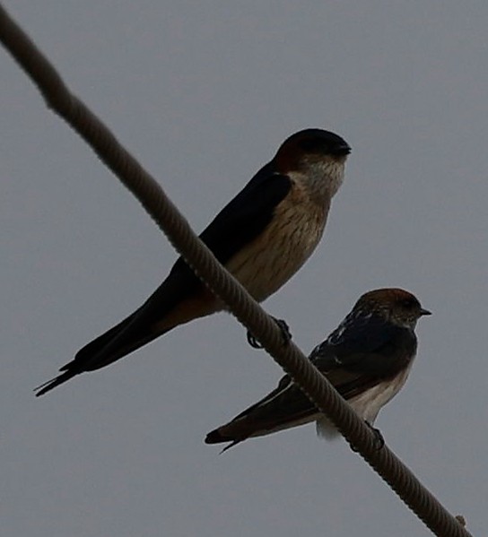 Eastern Red-rumped Swallow (Daurian) - ML440340871