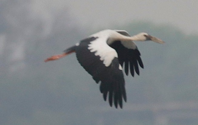 Asian Openbill - ML440340971