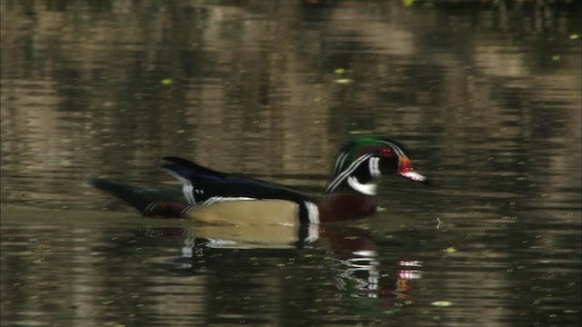 Canard branchu - ML440341