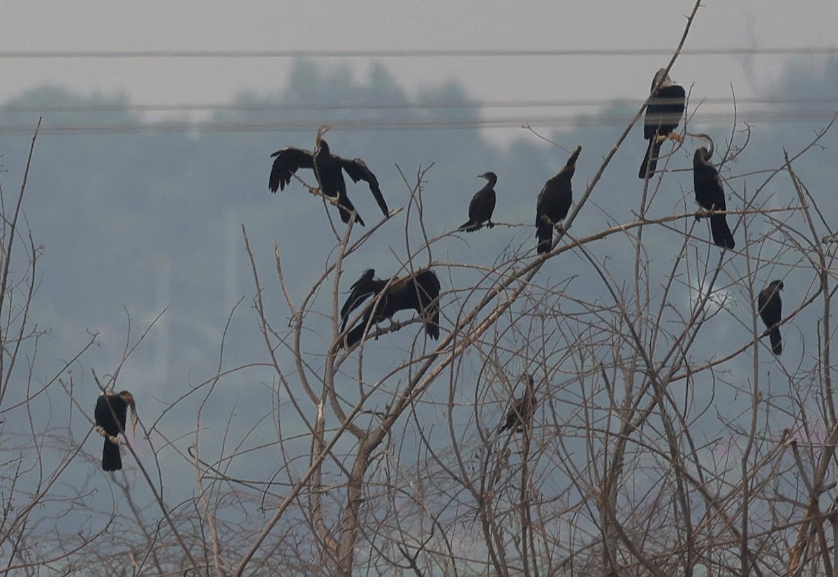 Oriental Darter - ML440341051