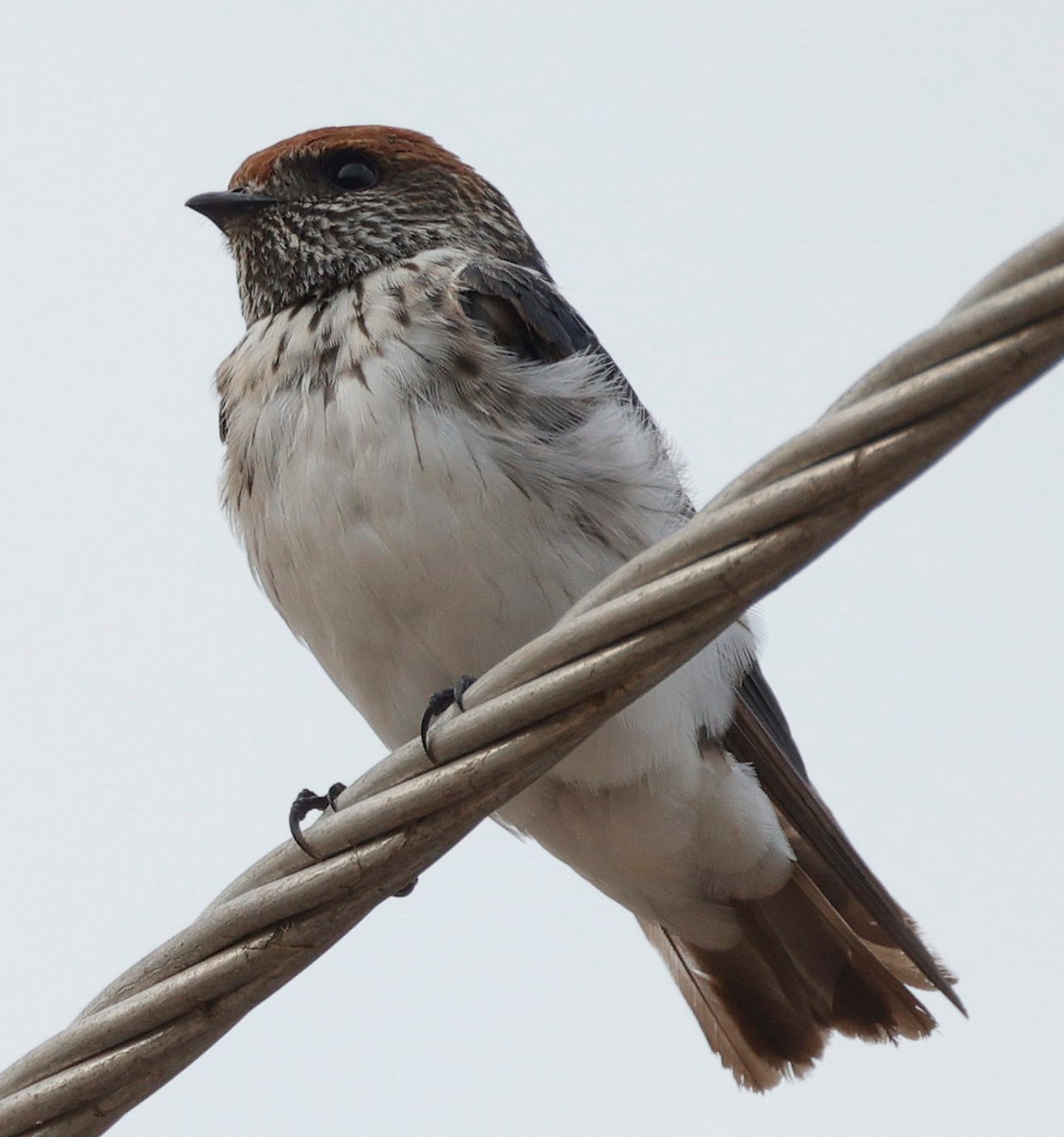 Streak-throated Swallow - ML440341111