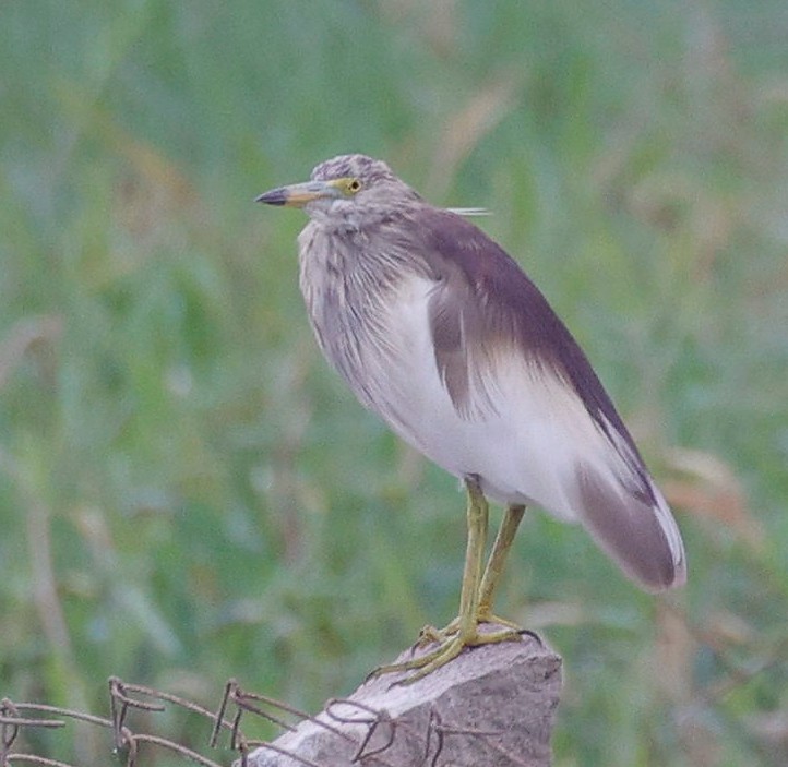 Indian Pond-Heron - ML440341221