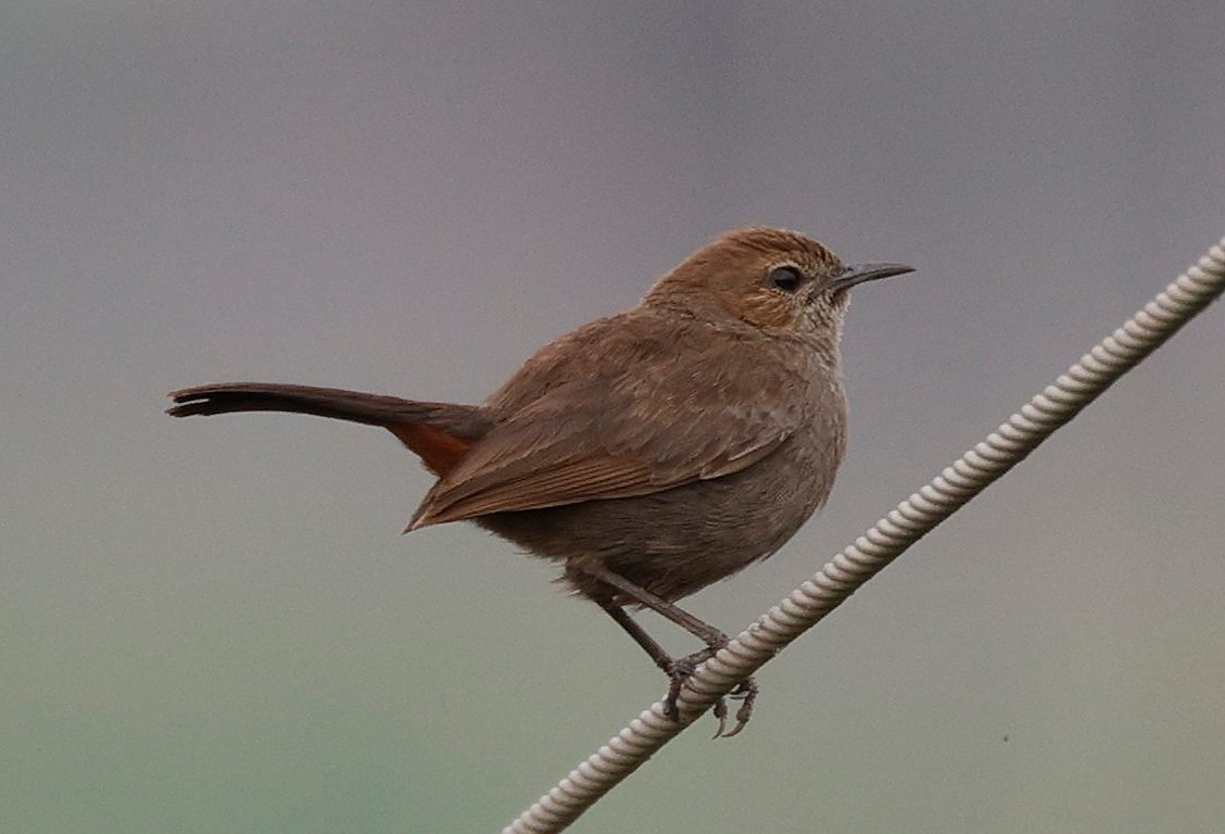 Indian Robin - ML440341271