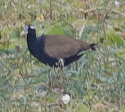 Bronze-winged Jacana - ML440341351