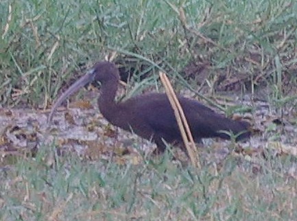 Glossy Ibis - ML440341411