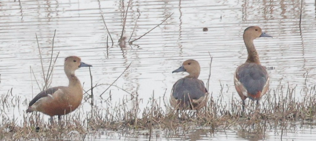 Lesser Whistling-Duck - ML440341691